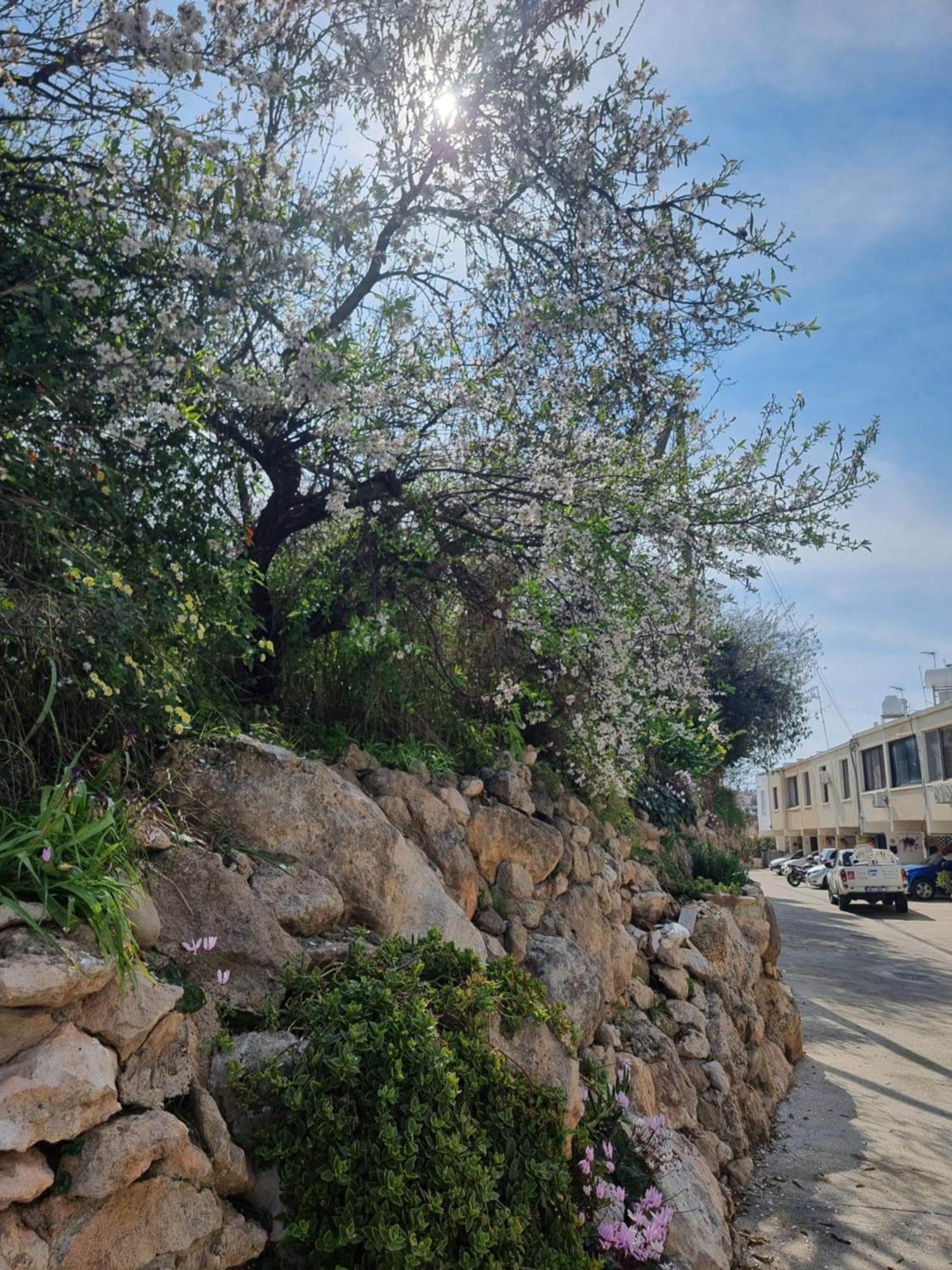 Mediterranean Valley Paphos ภายนอก รูปภาพ